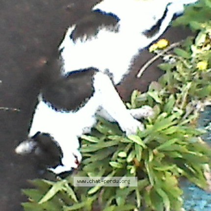 Photo 1/1 Chat trouvé Trouvé à Pessac