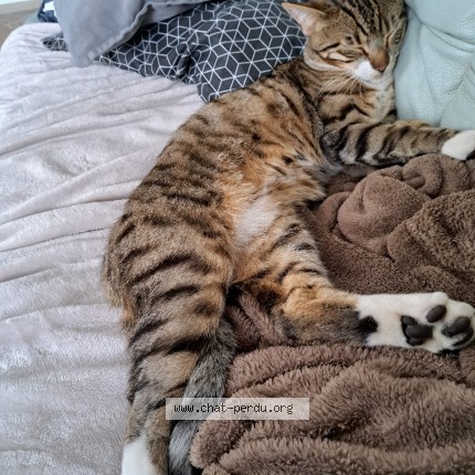 Photo de chat perdu à Ver Sur Mer