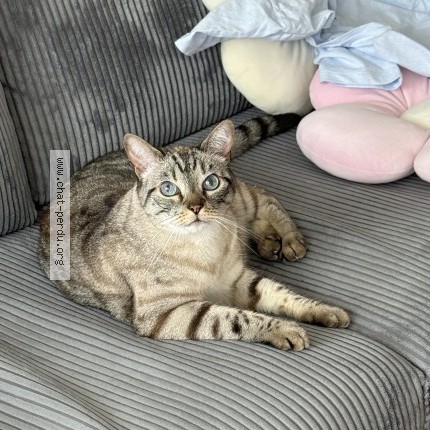Photo de chat perdu à Yerres