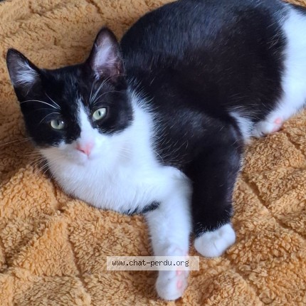 Photo 1/1 Auréo Chat perdu à La Genetouze