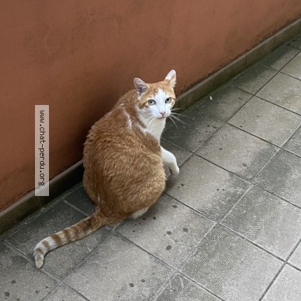 Photo 1/1 Chat trouvé Trouvé à Saint Brieuc