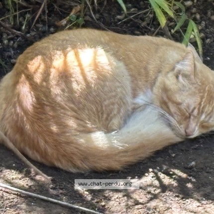 Photo 1/1 Chat trouvé Trouvé à La Riviere