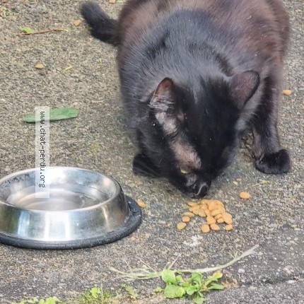 Photo 1/1 Chat trouvé Trouvé à Maisons Alfort