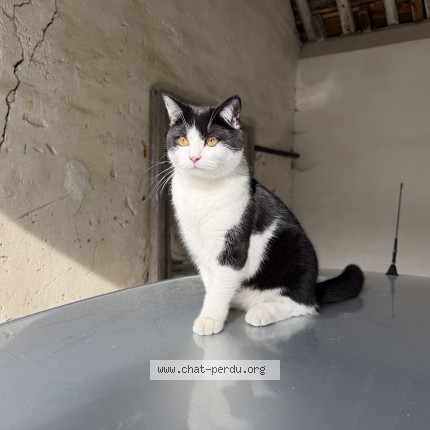 Photo 1/1 Athos Chat perdu à Rosny Sous Bois