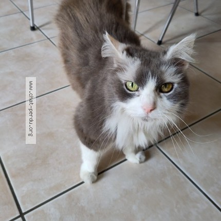 Photo 1/1 minette Chat perdu à Le Retail