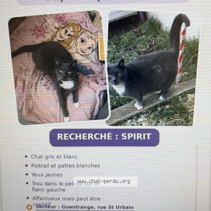 Photo 1/1 spirit Chat perdu à Thionville