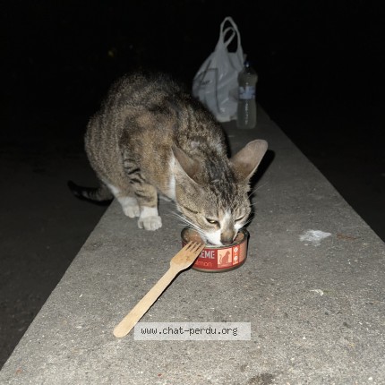 Photo 1/1 Chat trouvé Trouvé à Paris