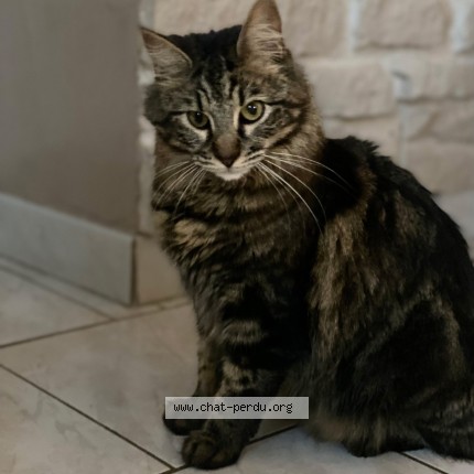 Photo 1/1 Chat retrouvé Perdu à Fos Sur Mer