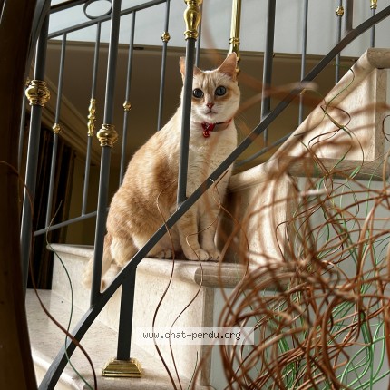 Photo 1/1 Belita Chat perdu à Champigny Sur Marne