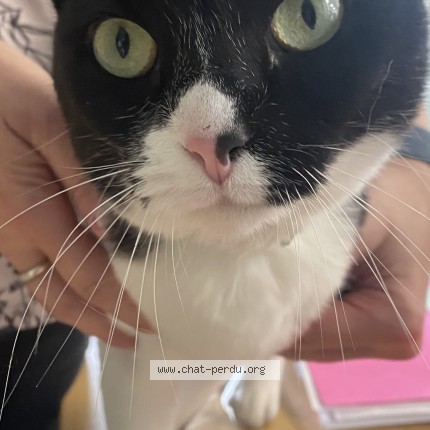 Photo 2/3 Chat retrouvé Trouvé à Tourcoing