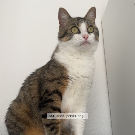 Photo 1/1 petite mi Chat perdu à Paulhan