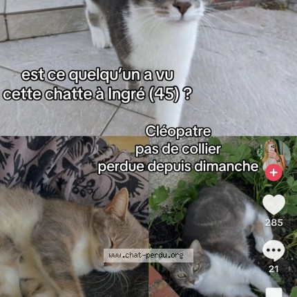 Photo 1/1 Cléopatre Chat perdu à Ingre
