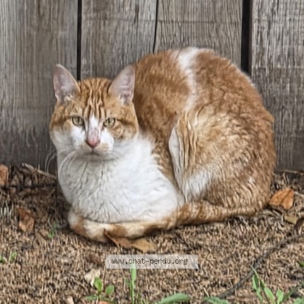 Photo 1/1 Chat trouvé Trouvé à Uccle