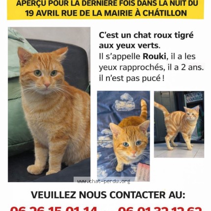 Photo 1/1 rouki Chat perdu à Chatillon