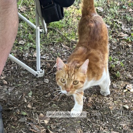 Photo 1/1 Léon Chat perdu à Saint Brice Sous Foret