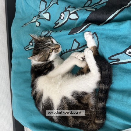 Photo 1/1 Chat retrouvé Perdu à Strasbourg
