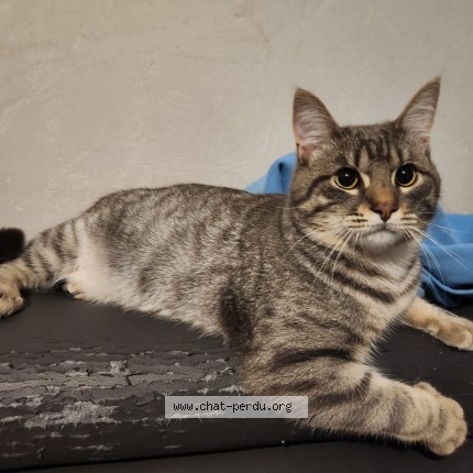 Photo 1/1 aka Chat perdu à Colomiers