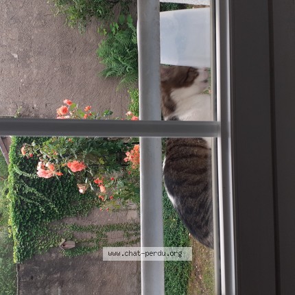 Photo 1/1 Chat retrouvé Perdu à Saint Die Des Vosges