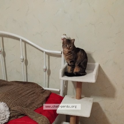Photo de chat perdu à Gouves