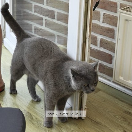 Photo 1/1 Chat trouvé Trouvé à Kraainem