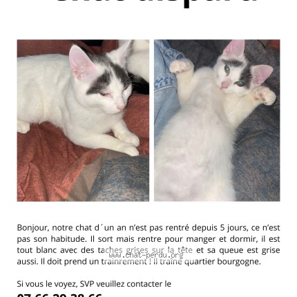 Photo 1/1 Narco Chat perdu à Orleans