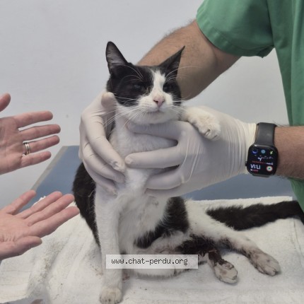 Photo de chat trouvé à St Victoret