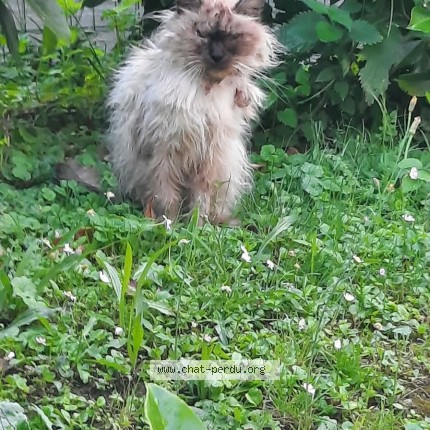 Photo 1/1 Hermes Chat perdu à Tarcenay Foucherans