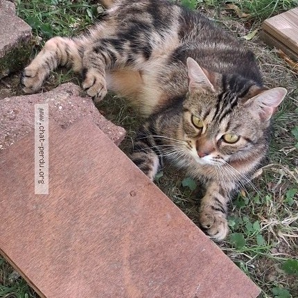 Photo 1/4 Chat trouvé Trouvé à Saint Leger