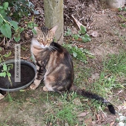 Photo 2/4 Chat trouvé Trouvé à Saint Leger