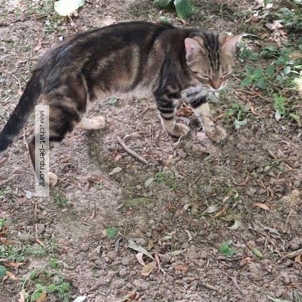 Photo 3/4 Chat trouvé Trouvé à Saint Leger