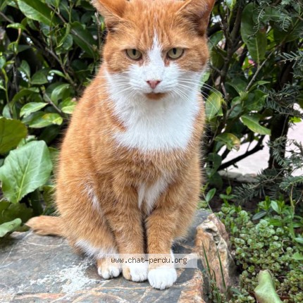 Photo 2/2 Jack Chat perdu à Sance
