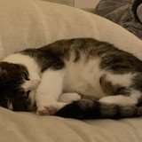 Juliette