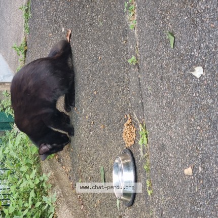 Photo 1/1 Chat trouvé Trouvé à Maisons Alfort