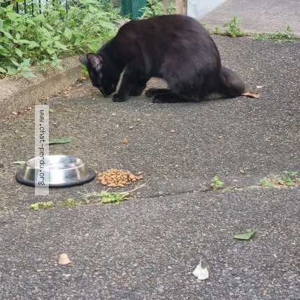 Photo 1/1 Chat trouvé Trouvé à Maisons Alfort