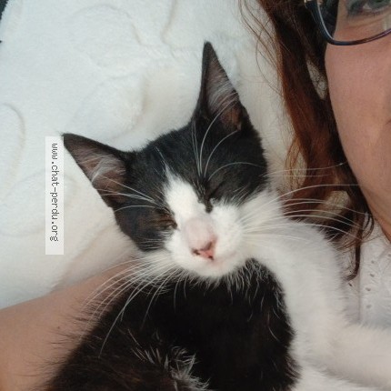 Photo 1/2 Chat trouvé Trouvé à Roquettes