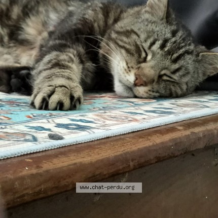 Photo 1/1 Chat trouvé Trouvé à Amiens