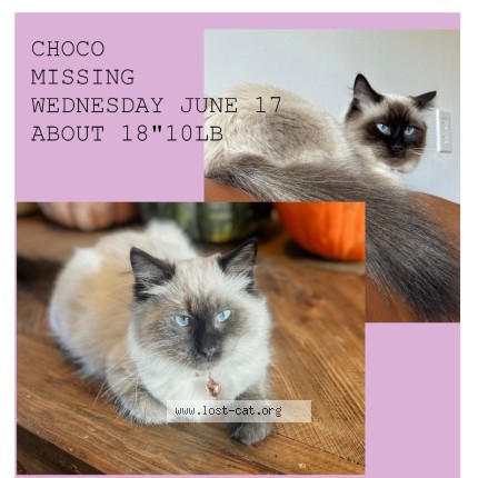 Photo 1/1 Choco Chat perdu à Sechelt