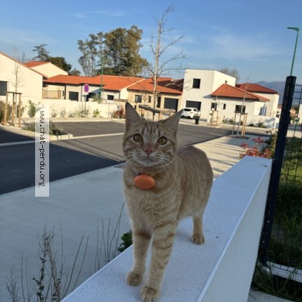Photo 1/1 Chat retrouvé Perdu à Saint Jean Lasseille