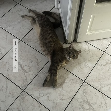 Photo 1/1 Spiro Chat perdu à Flers En Escrebieux