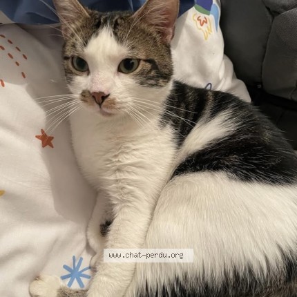 Photo de chat perdu à Ange