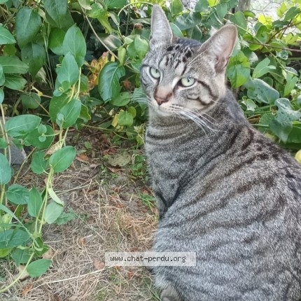 Photo 2/2 CHAMALLOW Chat perdu à Limoges