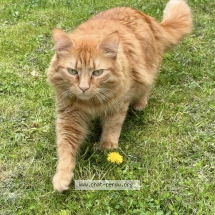 Photo 1/1 SOCRATE Chat perdu à Trieux
