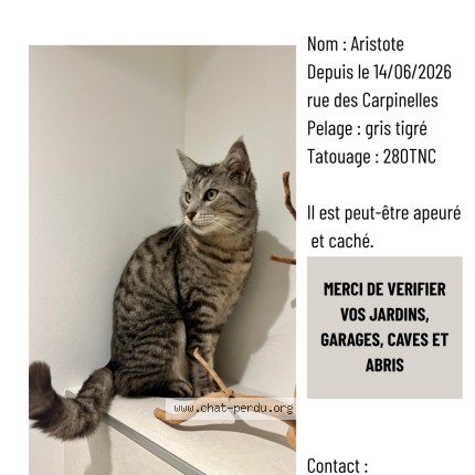 Photo 1/1 Aristote Chat perdu à La Ravoire