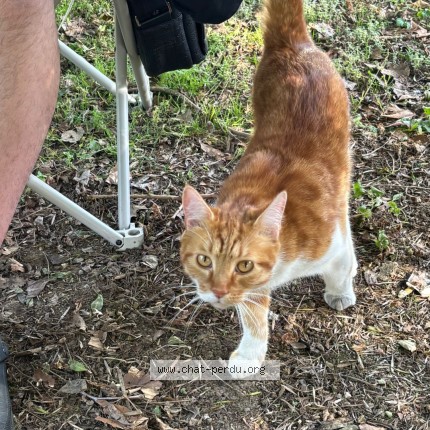 Photo 1/1 Léon Chat perdu à St Brice Sous Foret