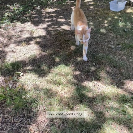Photo 1/1 Chat trouvé Trouvé à Chateauroux