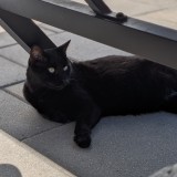 T'Challa