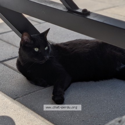 Photo 1/1 T'Challa Chat perdu à Lachine