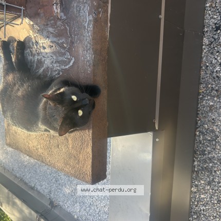Photo 1/1 malo Chat perdu à Montreal