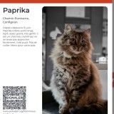 paprika