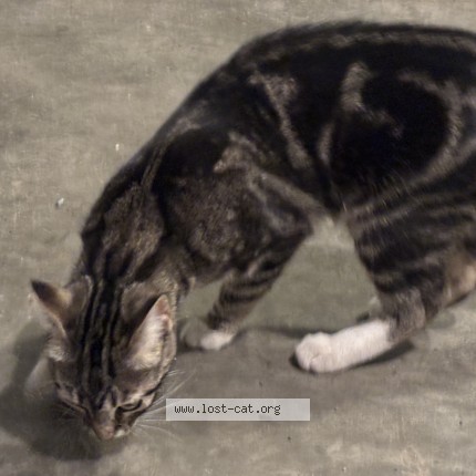 Photo de chat trouvé à Calgary